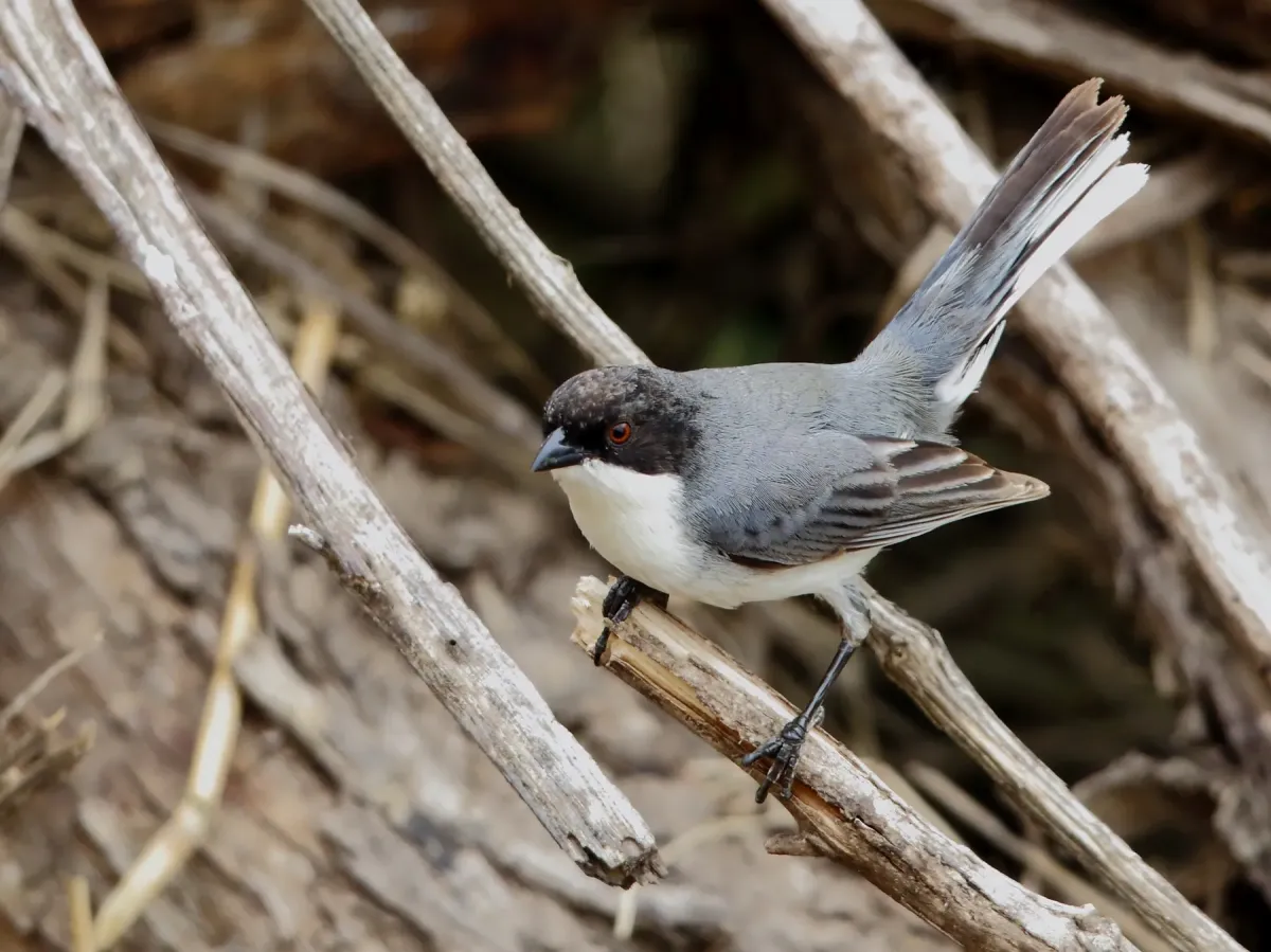 File:Microspingus melanoleucus (Black-capped Warbling Finch), Capivara, Santa Fe, Argentina.jpg
