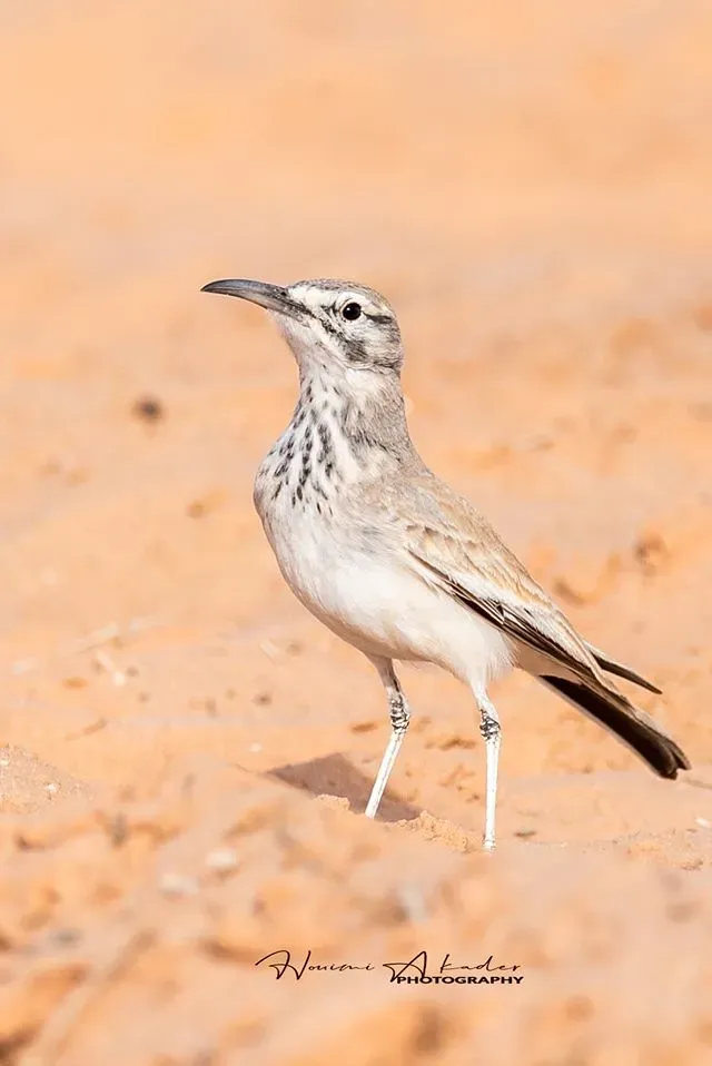 File:طيور منطقة المغيرAlaemon alaudipes.jpg