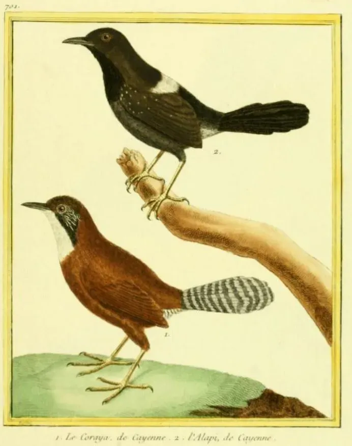 File:Pyriglena leuconota Pheugopedius coraya.jpg