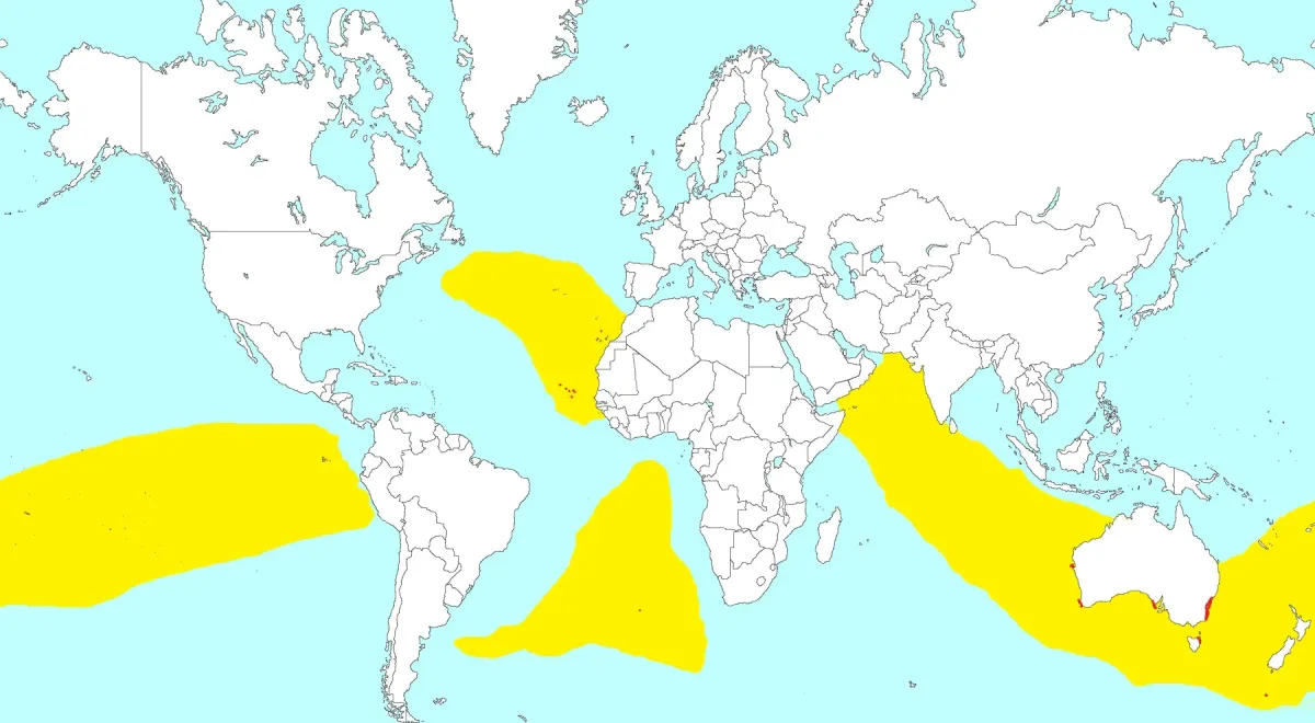 File:Pelagodroma marina dist.jpg