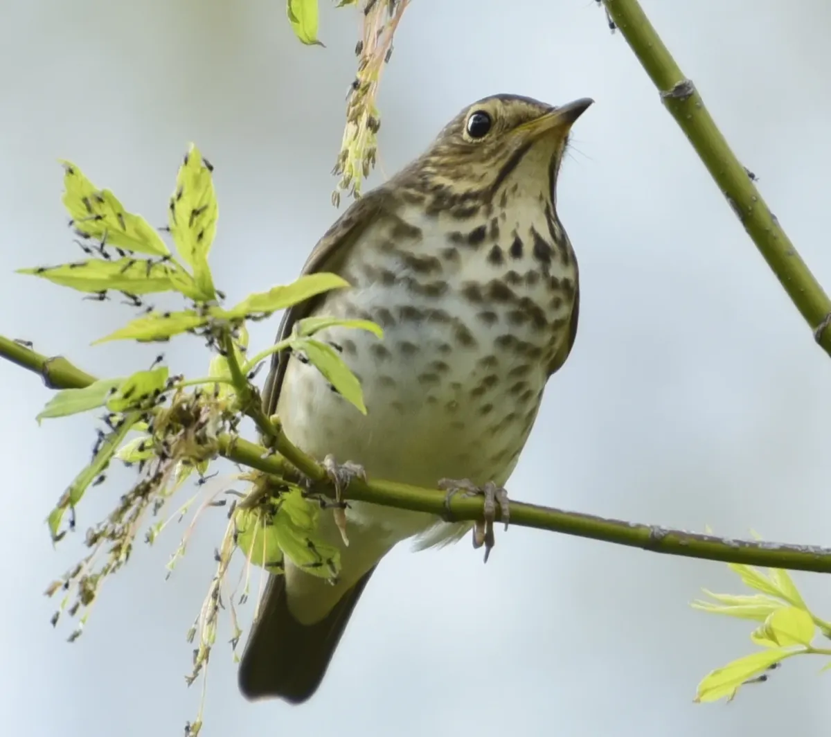 File:Catharus ustulatus Tommy Thompson Park Toronto1.jpg