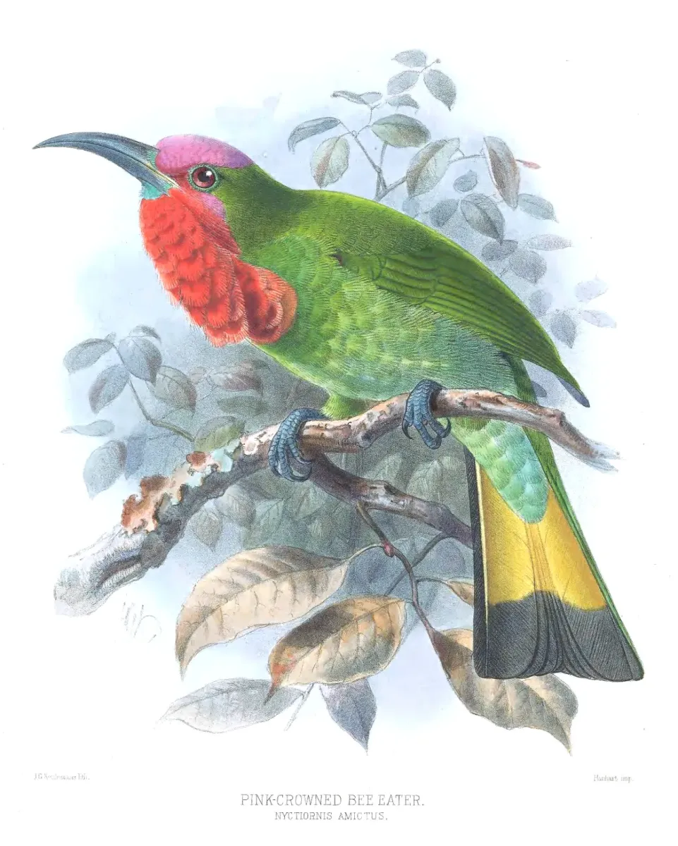 File:Nyctyornis amictus Keulemans.jpg