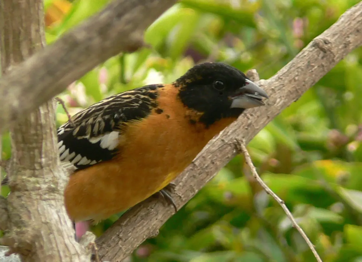 File:Pheucticus melanocephalus 3.jpg