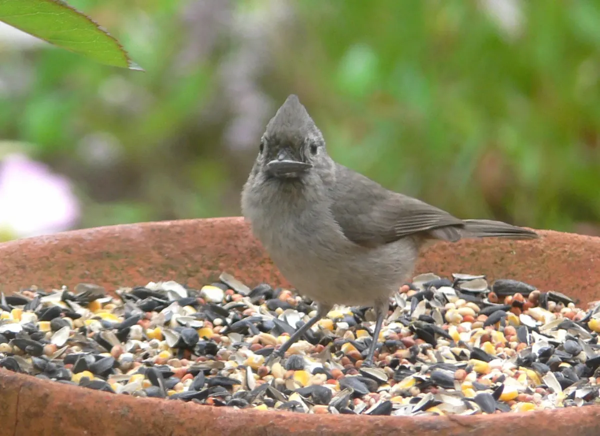 File:Baeolophus inornatus 1.jpg