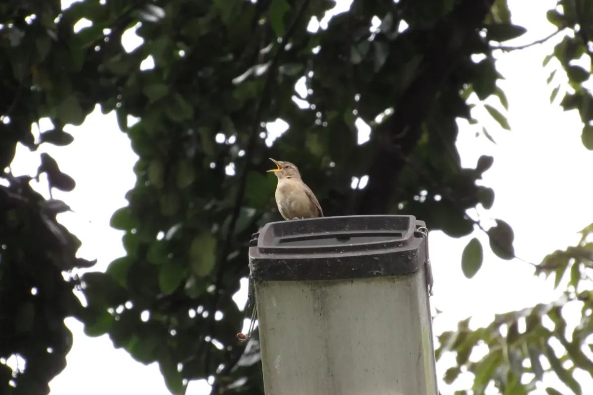 File:Troglodytes aedon columbae.jpg