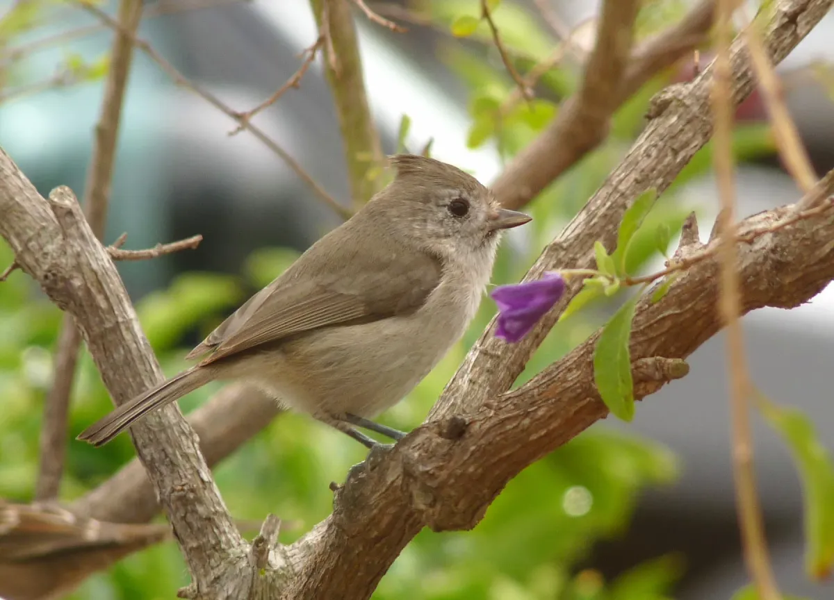 File:Baeolophus inornatus 3.jpg