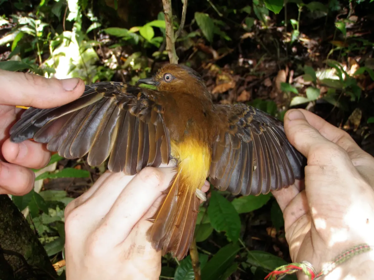 File:Attila spadiceus rump Ecuador.jpg