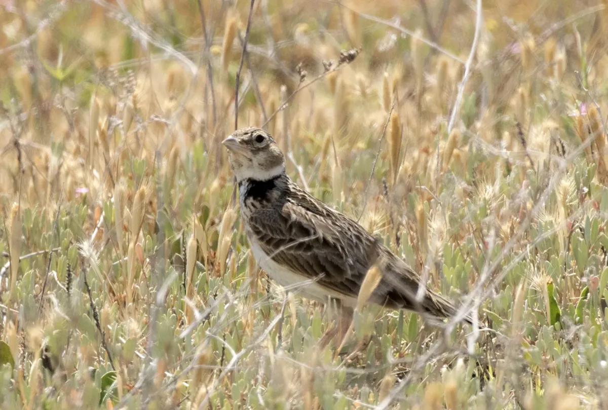 File:Melanocorypha calandra - Calandra Lark 03.jpg