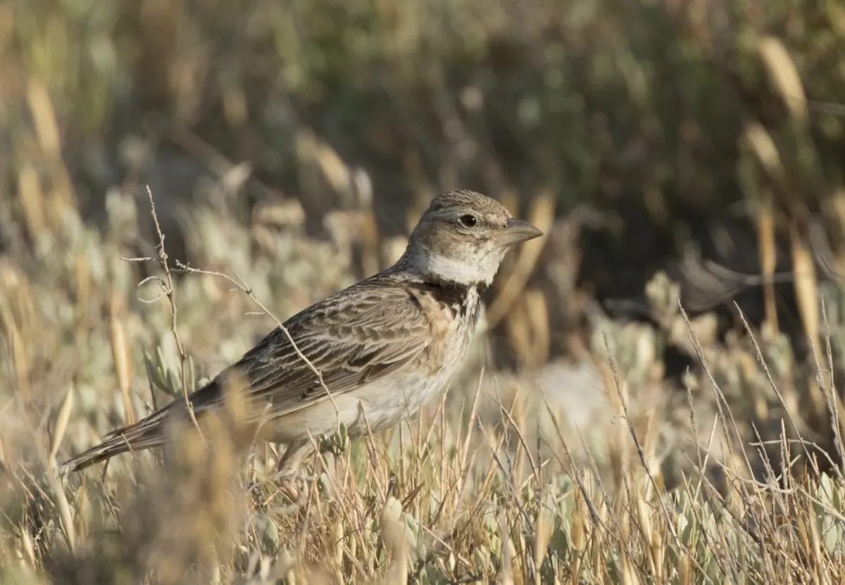 File:Melanocorypha calandra - Calandra Lark 01.jpg