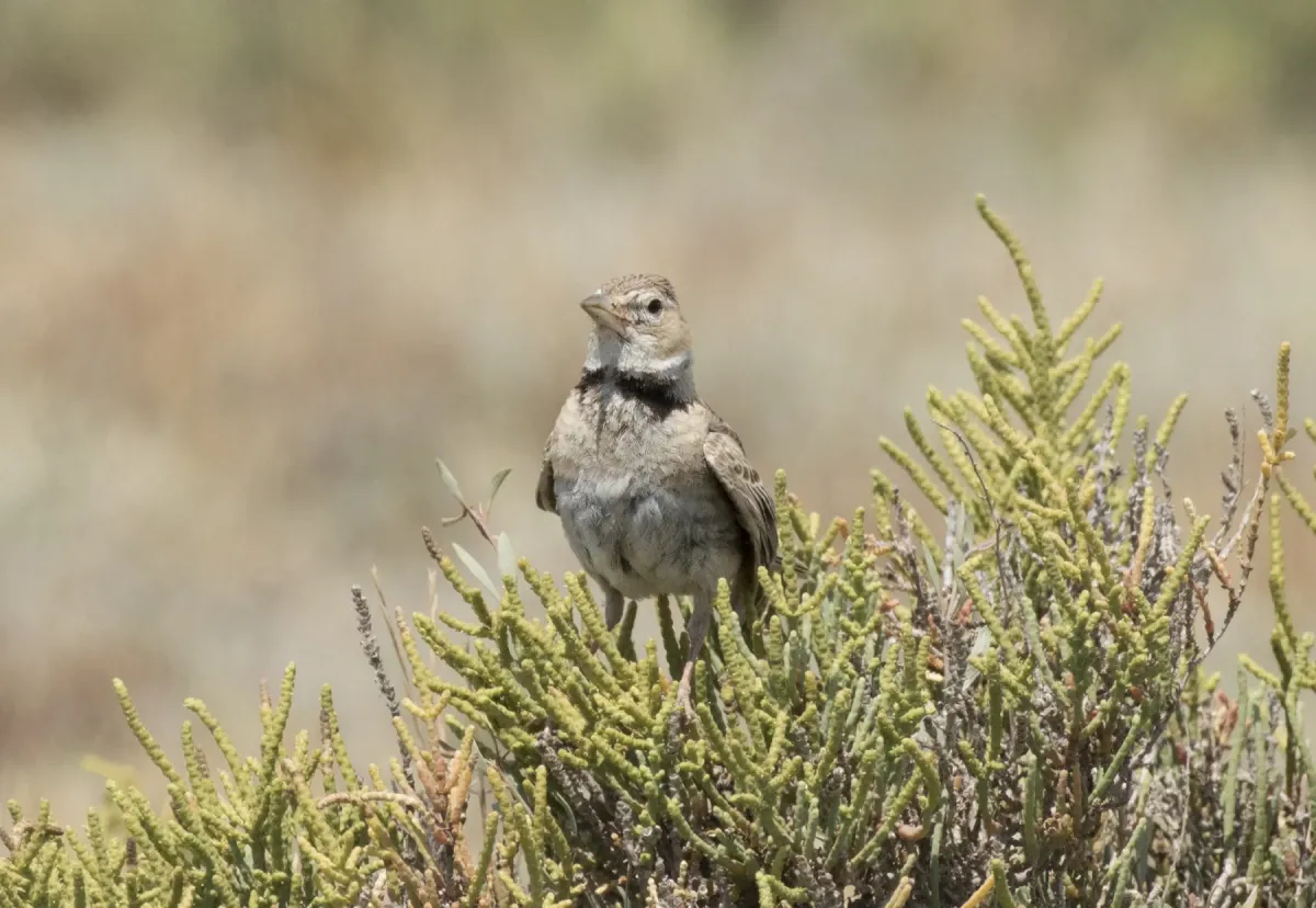 File:Melanocorypha calandra - Calandra Lark 04.jpg
