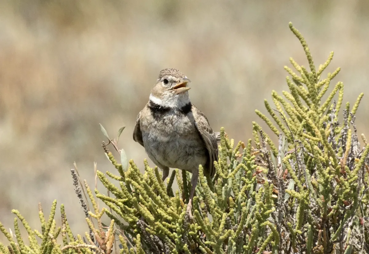 File:Melanocorypha calandra - Calandra Lark 07.jpg