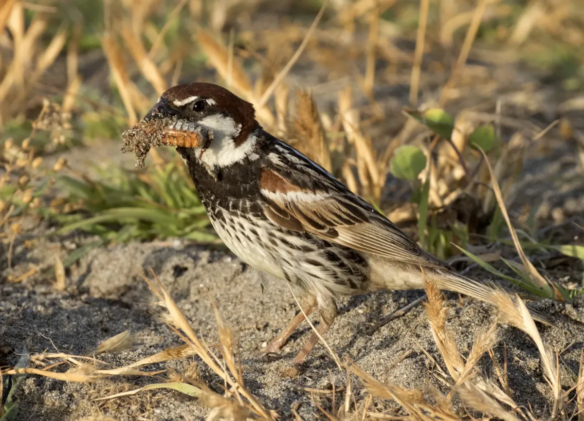 File:Passer hispaniolensis - Spanish Sparrow 06.jpg
