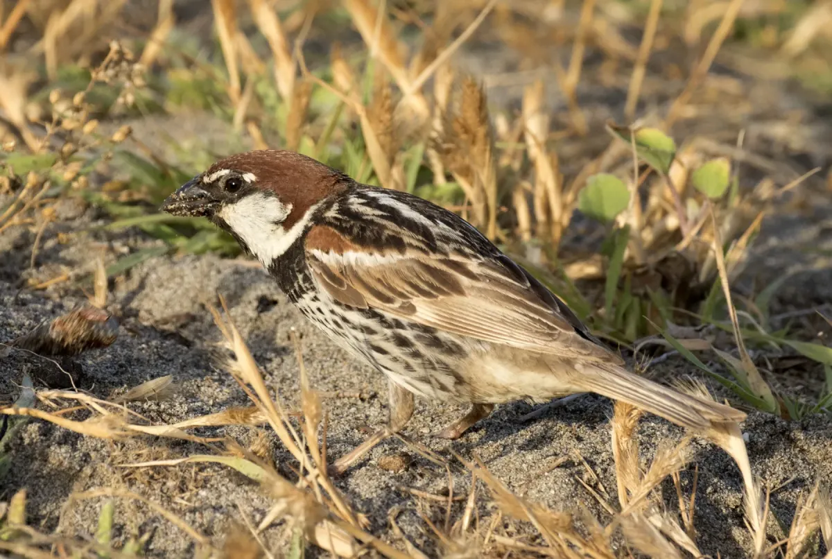 File:Passer hispaniolensis - Spanish Sparrow 04.jpg