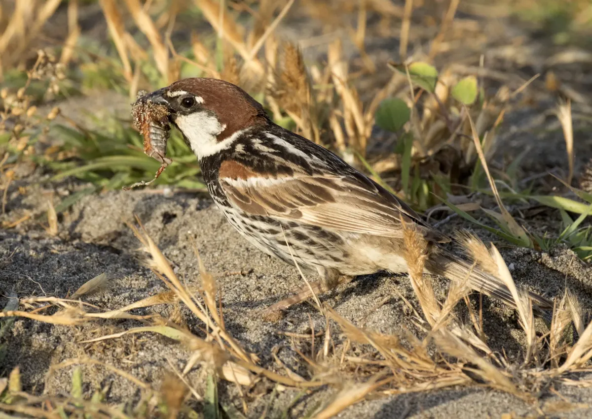 File:Passer hispaniolensis - Spanish Sparrow 05.jpg