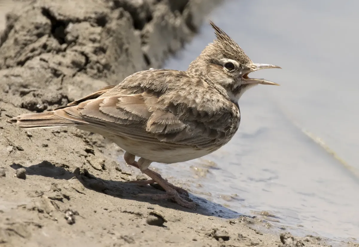 File:Galerida cristata - Crested lark 12-1.jpg