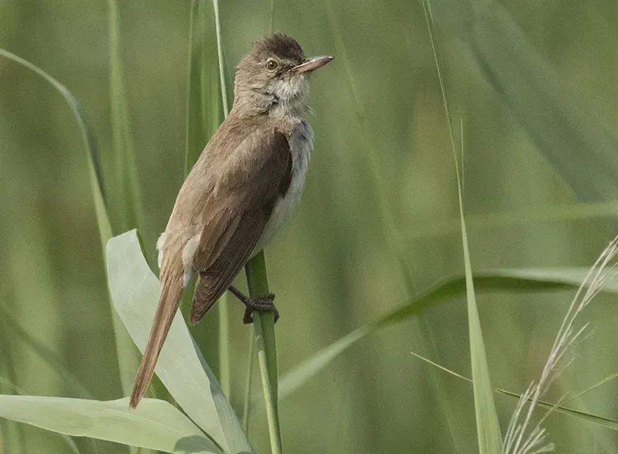 File:Acrocephalus arundinaceus - Great Reed Warbler 04.jpg