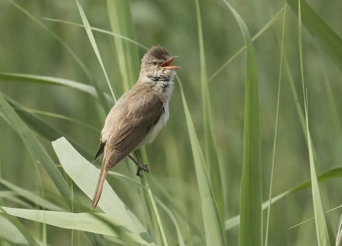 File:Acrocephalus arundinaceus - Great Reed Warbler 05.jpg