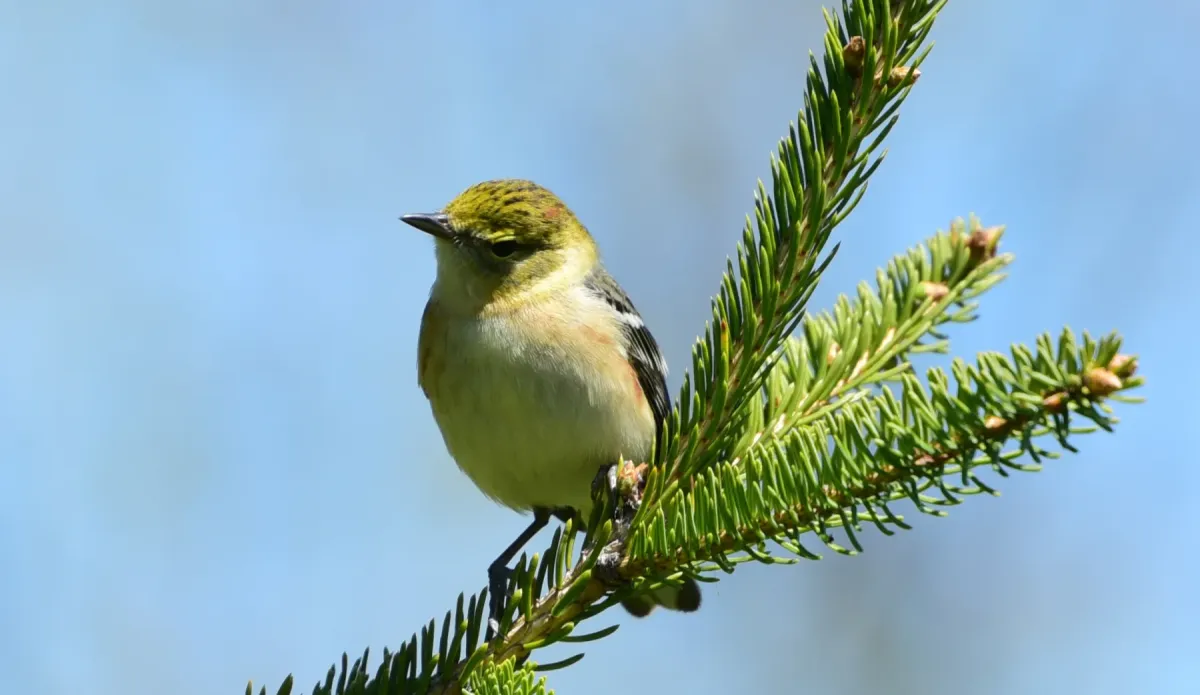 File:Setophaga castanea non br Sam Smith Park Toronto.jpg