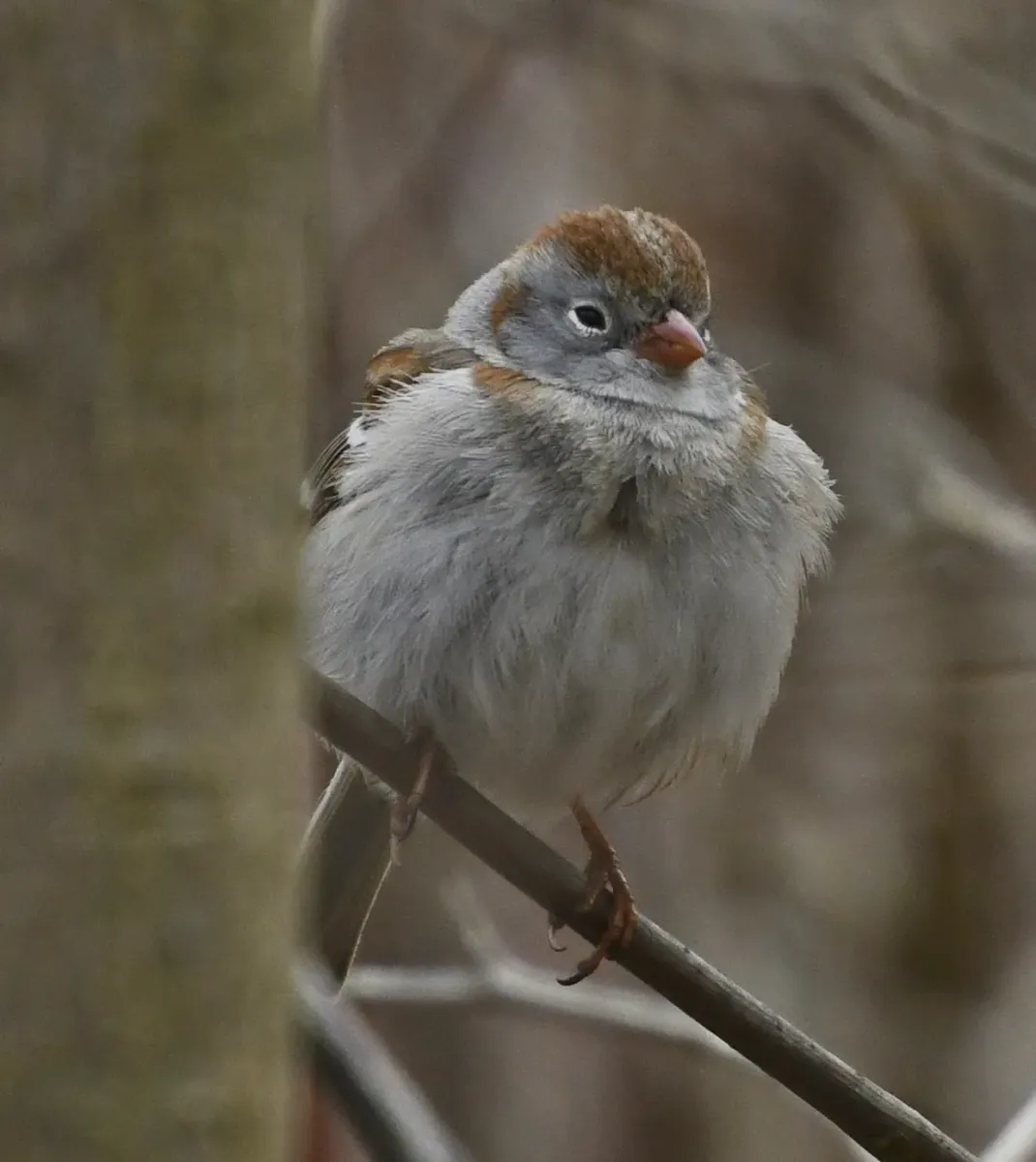 File:Spizella pusilla Sam Smith Park Toronto2.jpg