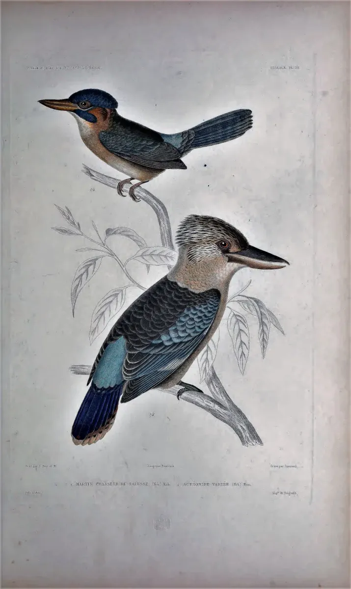 File:Dacelo leachii Alcedo atthis Voyage au pole sud et dans Oceanie.jpg