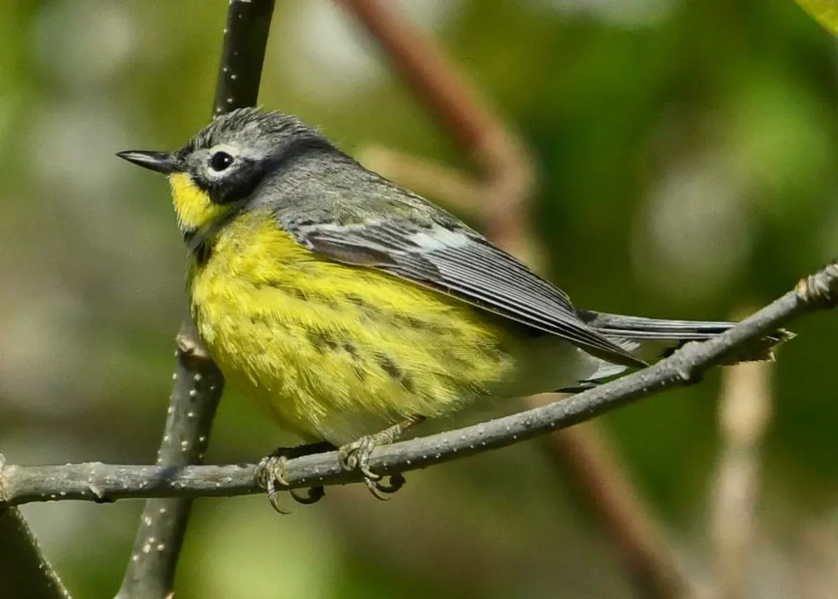 File:Setophaga magnolia f Sam Smith Park Toronto.jpg