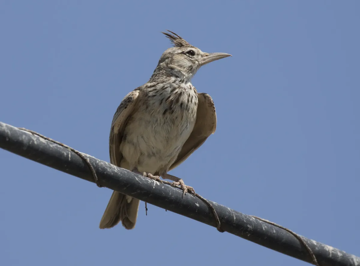 File:Galerida cristata - Crested lark 30.jpg