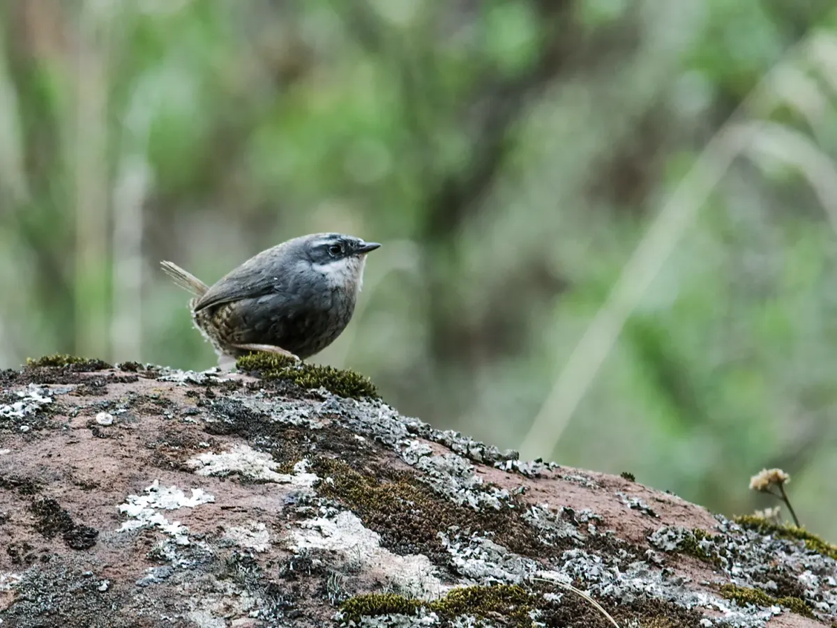 File:Scytalopus zimmeri - Zimmer's Tapaculo 1 (cropped).jpg
