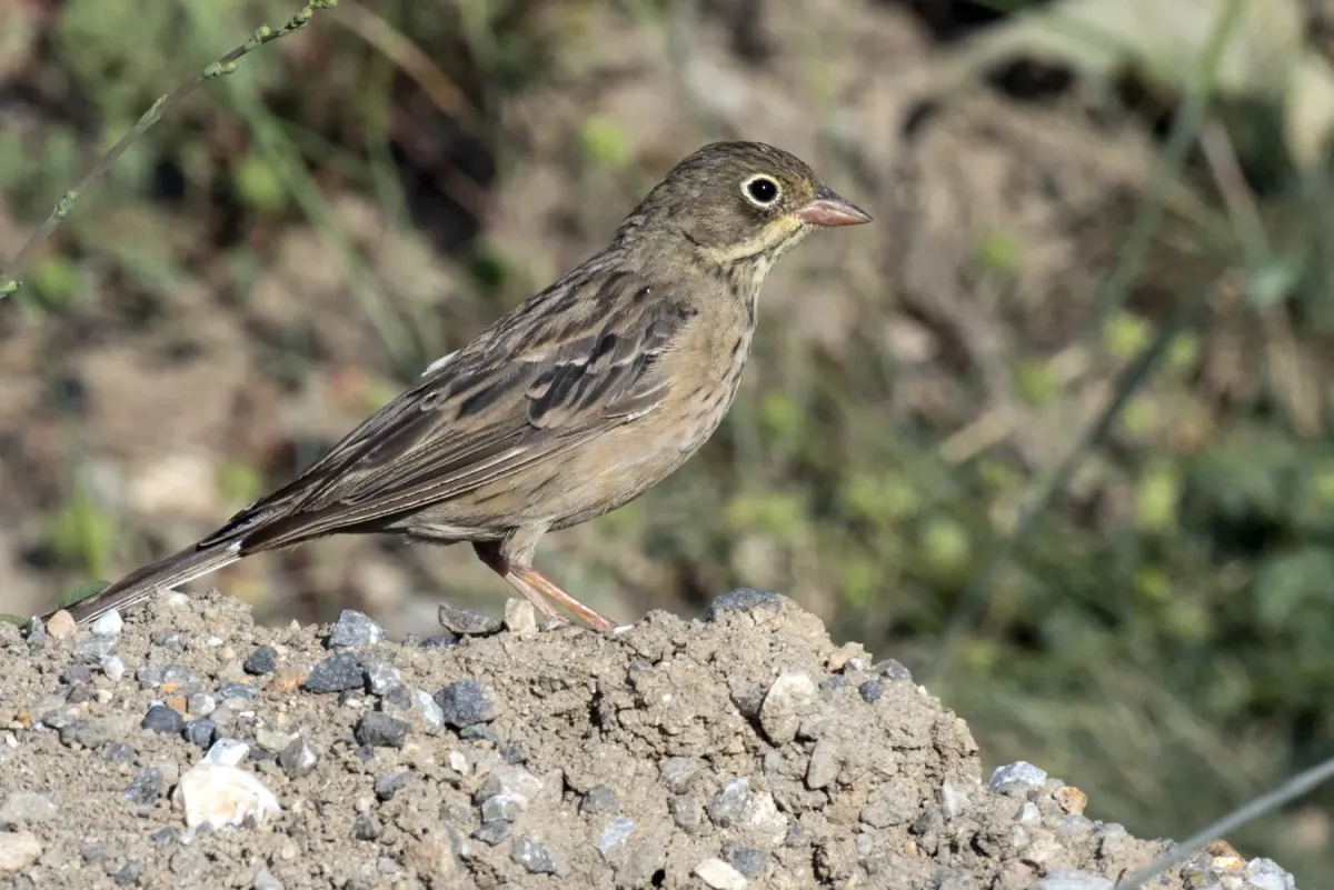 File:Emberiza hortulana - Ortolan bunting 01.jpg