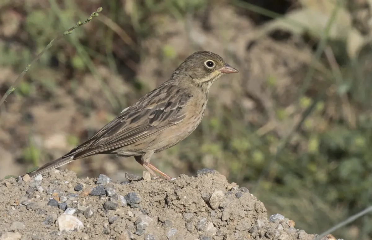 File:Emberiza hortulana - Ortolan bunting 02.jpg