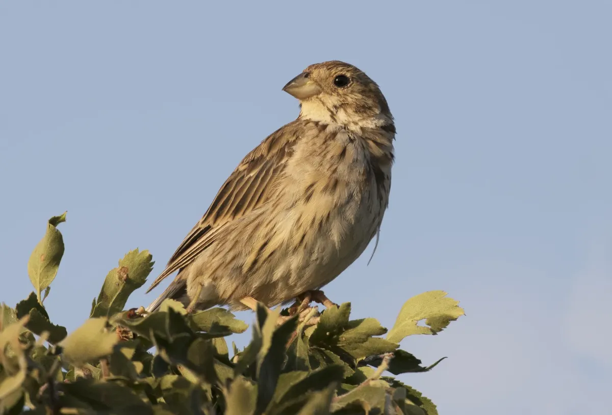 File:Emberiza calandra - Corn Bunting 03.jpg