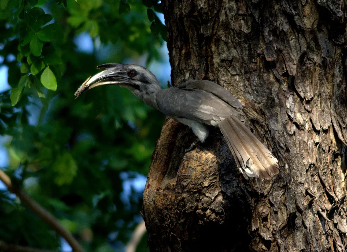 File:Indian Grey Hornbill Ocyceros birostris 3 by Raju Kasambe.jpg