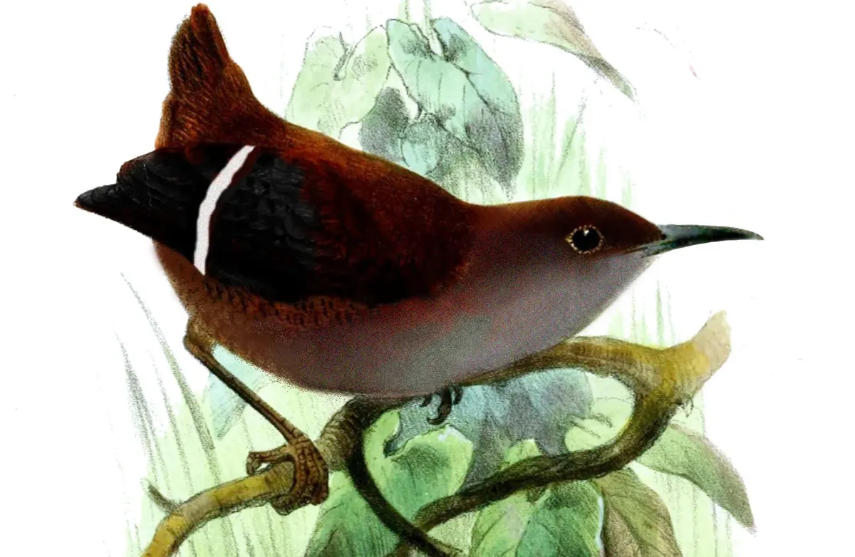 File:Microcerculus bamblaDraw (cropped).jpg