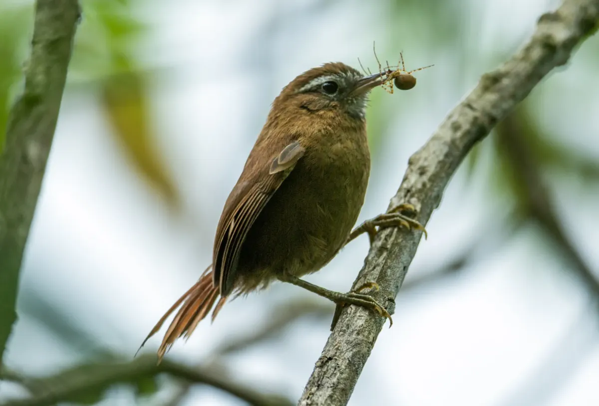 File:Hellmayrea gularis - White-browed Spinetail - Ecuador (cropped).jpg