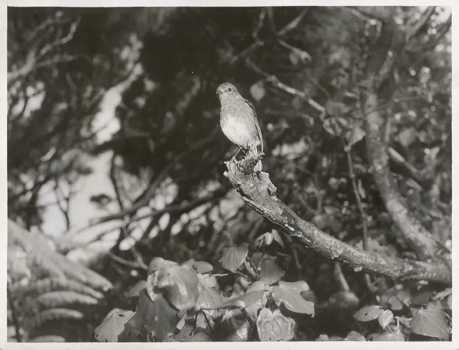 File:Native Robin. (Toutouwai, Petroica australis) (3).jpg