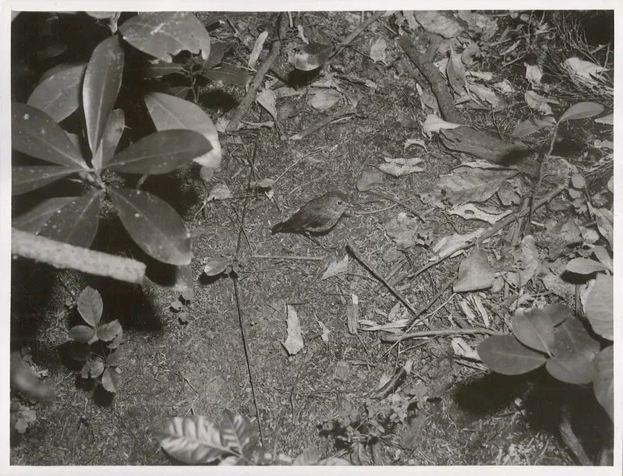 File:Native Robin. (Toutouwai, Petroica australis) (4).jpg