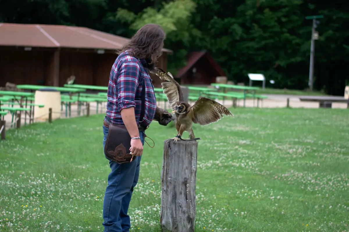 File:Strix leptogrammica 02.jpg