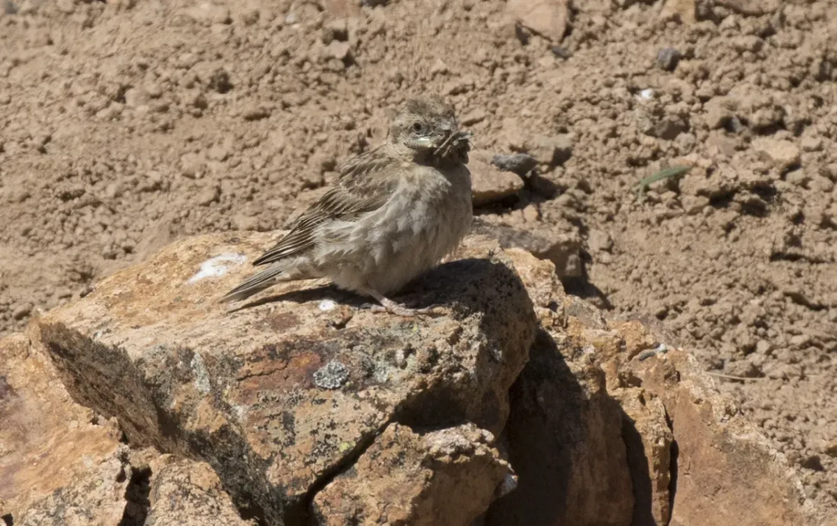File:Petronia petronia - Rock sparrow 02.jpg