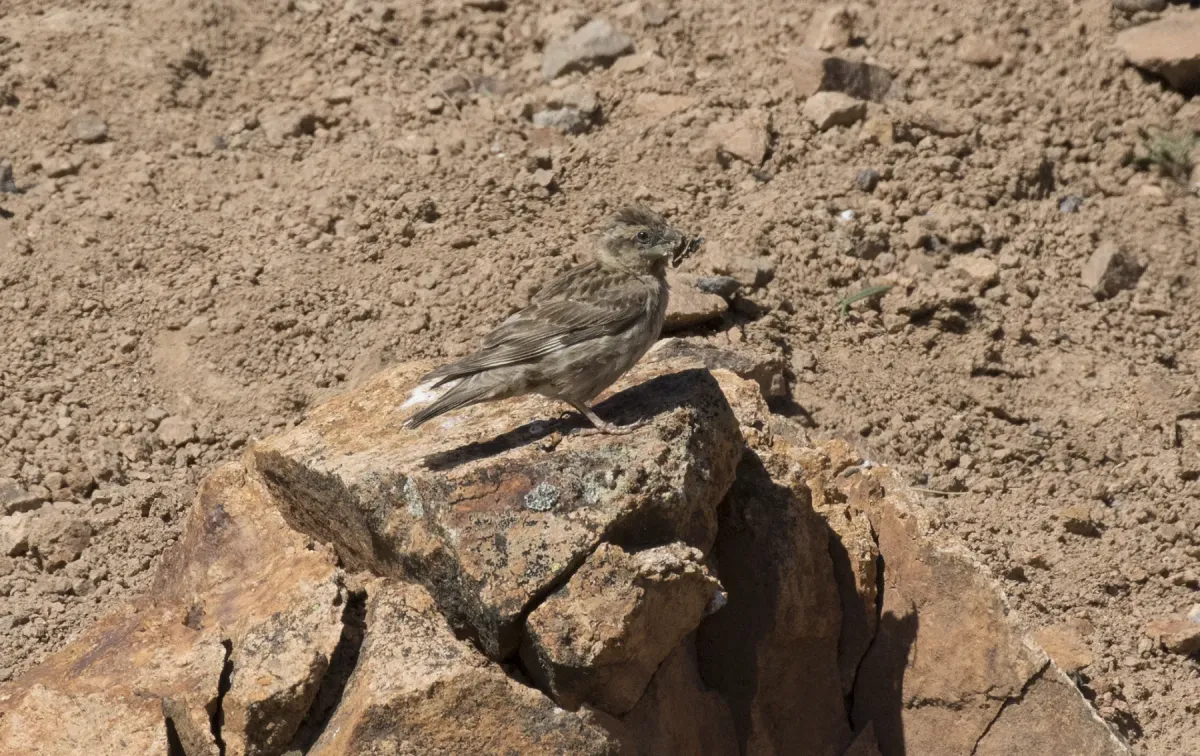 File:Petronia petronia - Rock sparrow 01.jpg