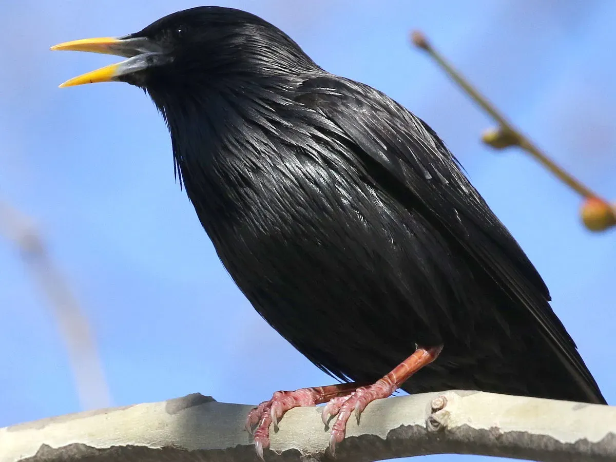File:Sturnus unicolor-male singing.jpg