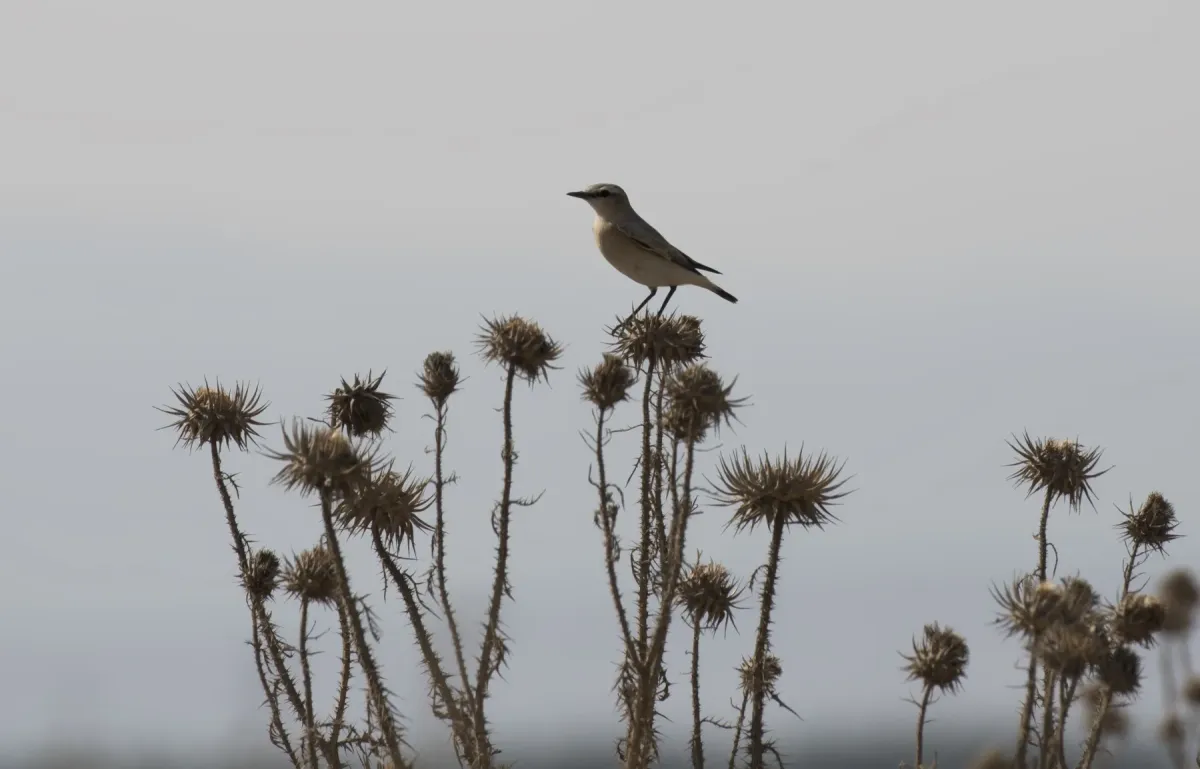 File:Oenanthe isabellina - Isabelline wheatear 04.jpg