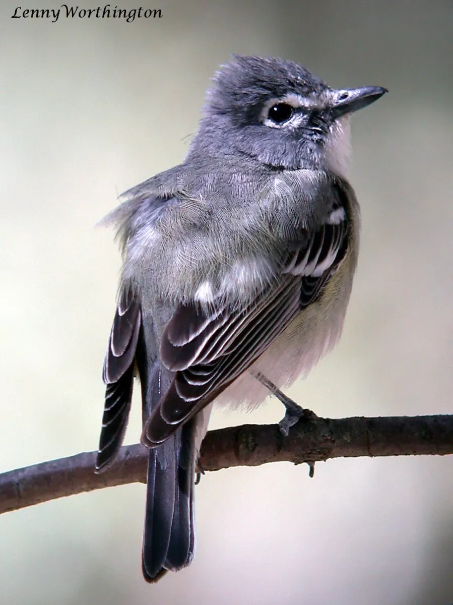 File:Plumbeous Vireo Vireo plumbeus Cave Creek Ranch Portal Arizona (16275109889).jpg