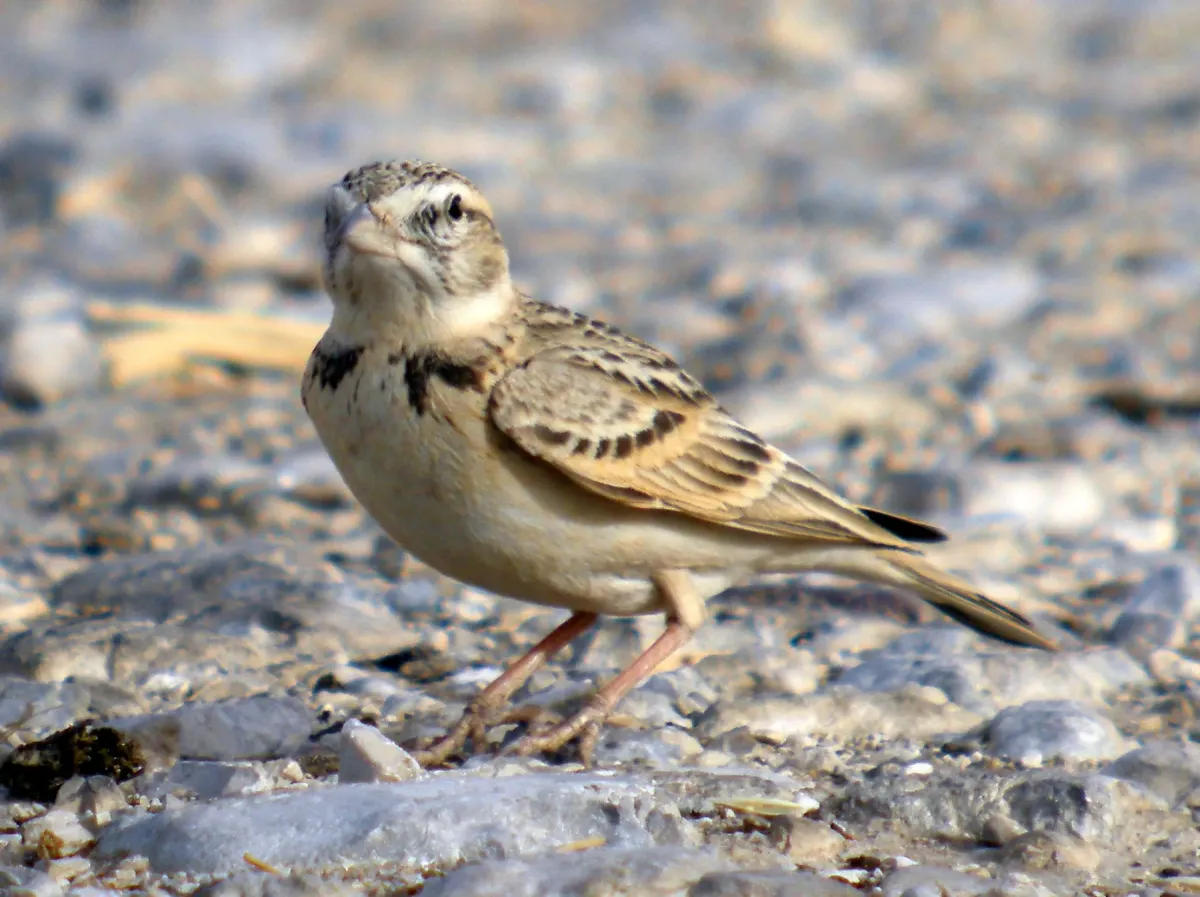 File:GREATER SHORT-TOED LARK Calandrella brachydactyla (8468650916).jpg