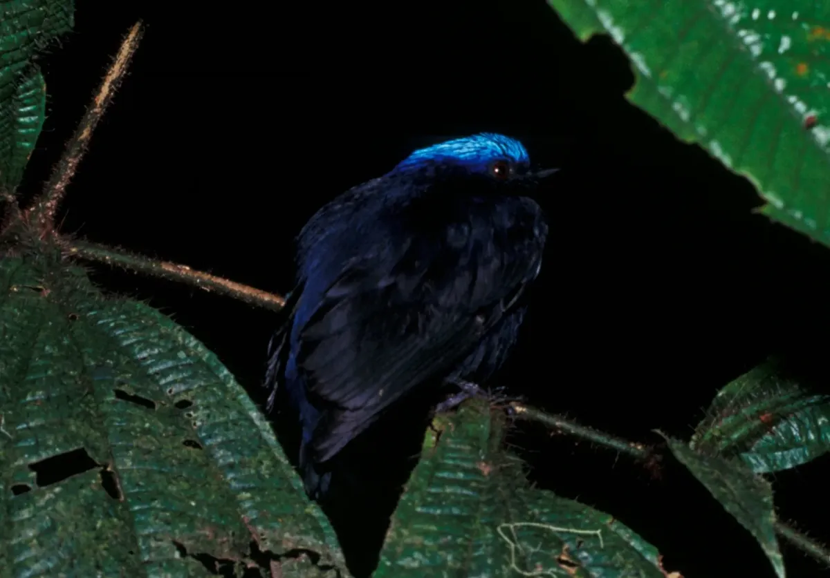 File:Lepidothrix coronata -NBII Image Gallery-a00181 (cropped).jpg