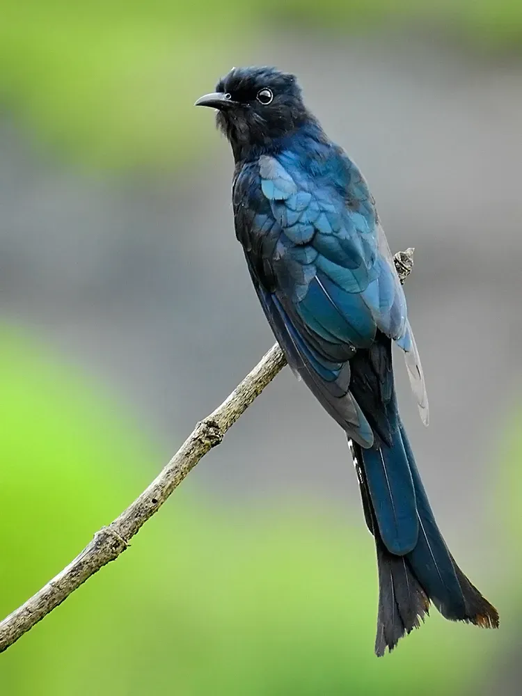File:Fork-tailed drongo-cuckoo (Surniculus dicruroides) by Shantanu Kuveskar.jpg