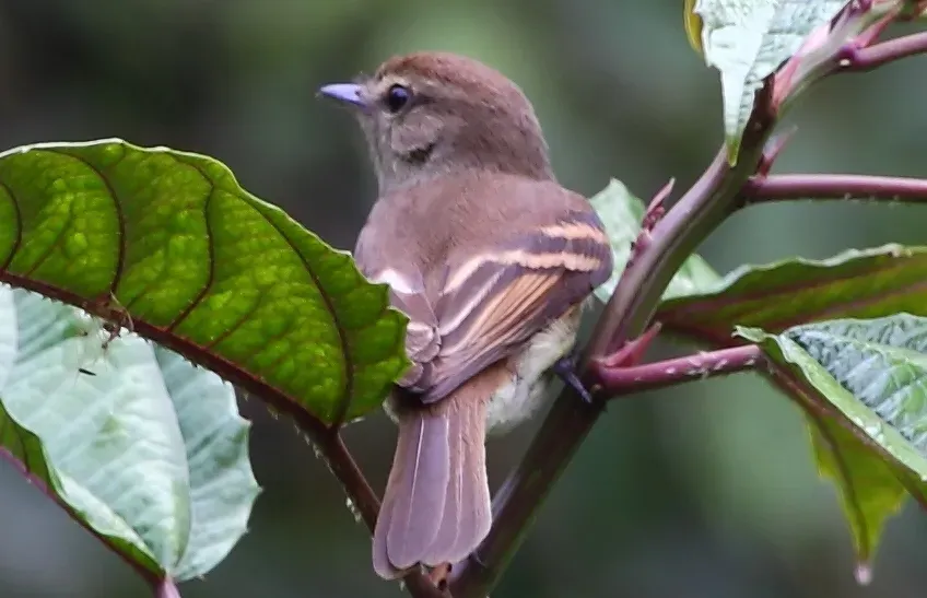 File:Lathrotriccus euleri Euler's Flycatcher (cropped).JPG