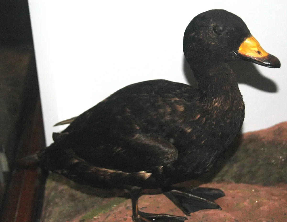File:Melanitta americana (Black Scoter).jpg