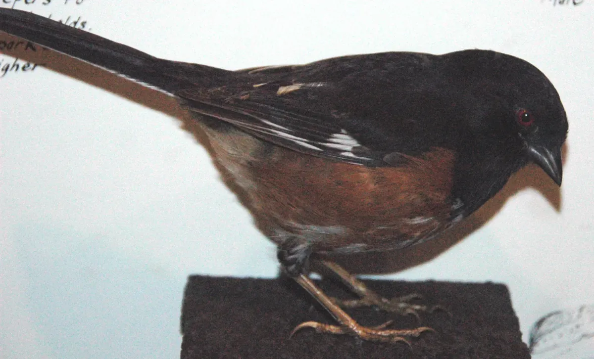 File:Pipilo erythrophthalmus (rufous-sided towhee).jpg