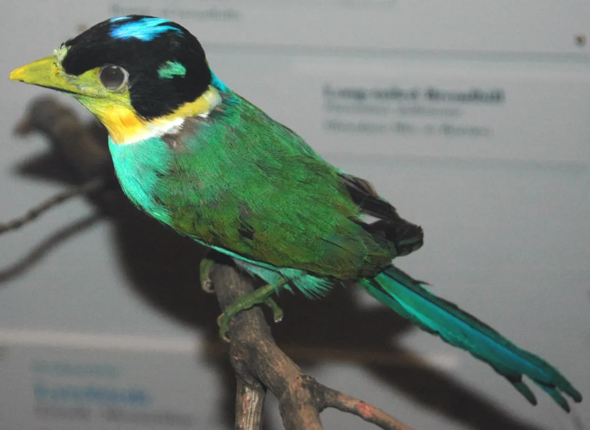 File:Psarisomus dalhousiae (long-tailed broadbill).jpg