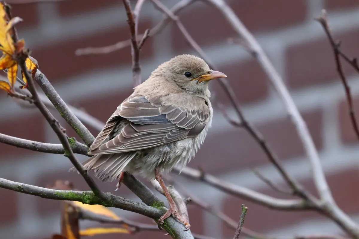 File:Pastor roseus - Rosenstar (Jungvogel).jpg