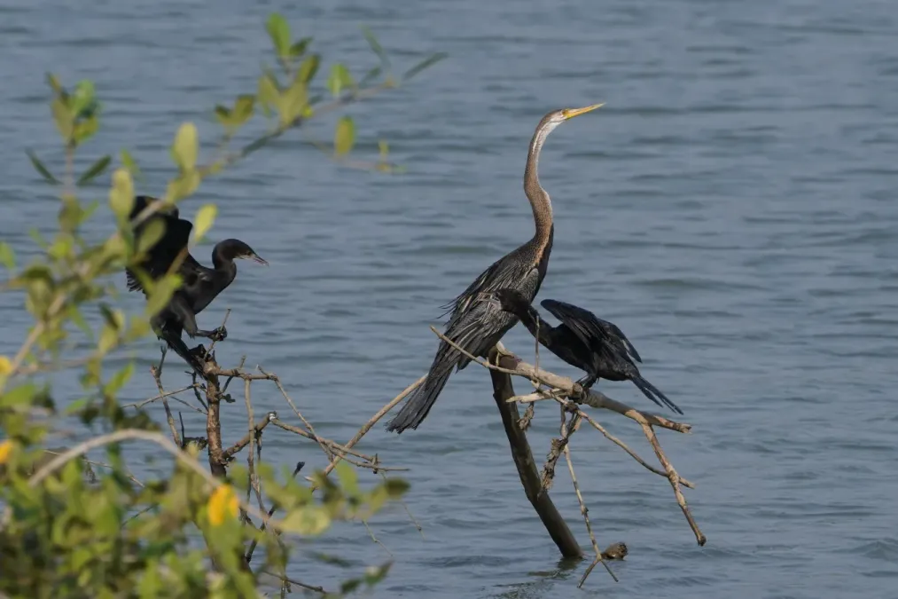 File:Anhinga melanogaster & Microcarbo niger, Chemanchery, Kerala 08296.jpg